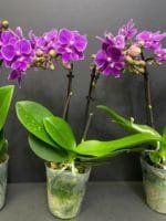Phalaenopsis Dtps Lianher Scallops 2 Spikes (3.5" pot) - Image 8