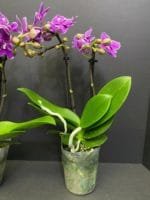 Phalaenopsis Dtps Lianher Scallops 2 Spikes (3.5" pot) - Image 9