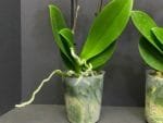 Phalaenopsis Dtps Lianher Scallops 2 Spikes (3.5" pot) - Image 10
