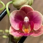 Phalaenopsis New Hybrid Novelty Color (3.5" pot)