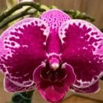Phalaenopsis OX Happy Girl 'OX 1591' AM 3.5" pot