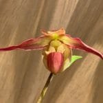 Phrag. Saint Peter (Phrag. Eric Young x Phrag. Longifolium) (IN SPIKE, 5" pot)