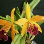 Blc. Copper Queen (Bl. Richard Mueller x Toshia Aoki) (4" pot)