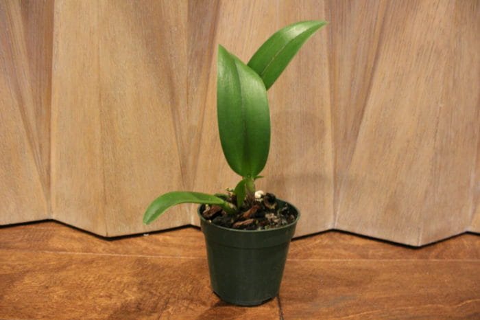 Blc. Prada Green Deluxe 'Carib Plants' (4" Pot) - Image 3
