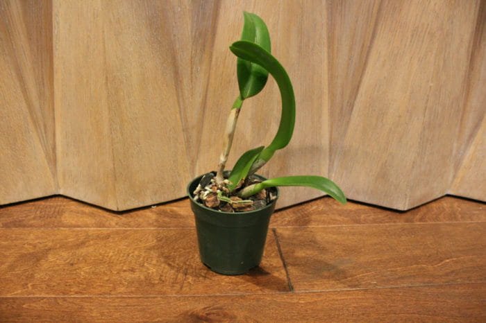 Blc. Prada Green Deluxe 'Carib Plants' (4" Pot) - Image 4