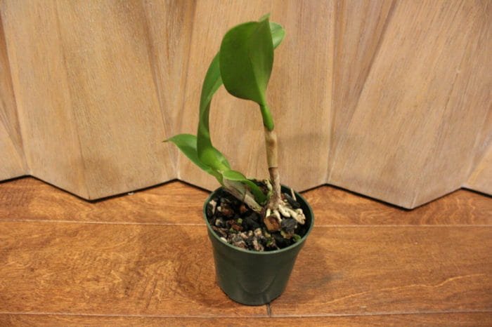 Blc. Prada Green Deluxe 'Carib Plants' (4" Pot) - Image 5