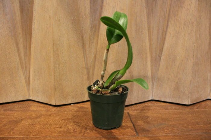 Blc. Prada Green Deluxe 'Carib Plants' (4" Pot) - Image 6