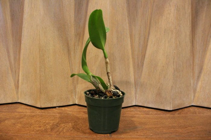 Blc. Prada Green Deluxe 'Carib Plants' (4" Pot) - Image 7