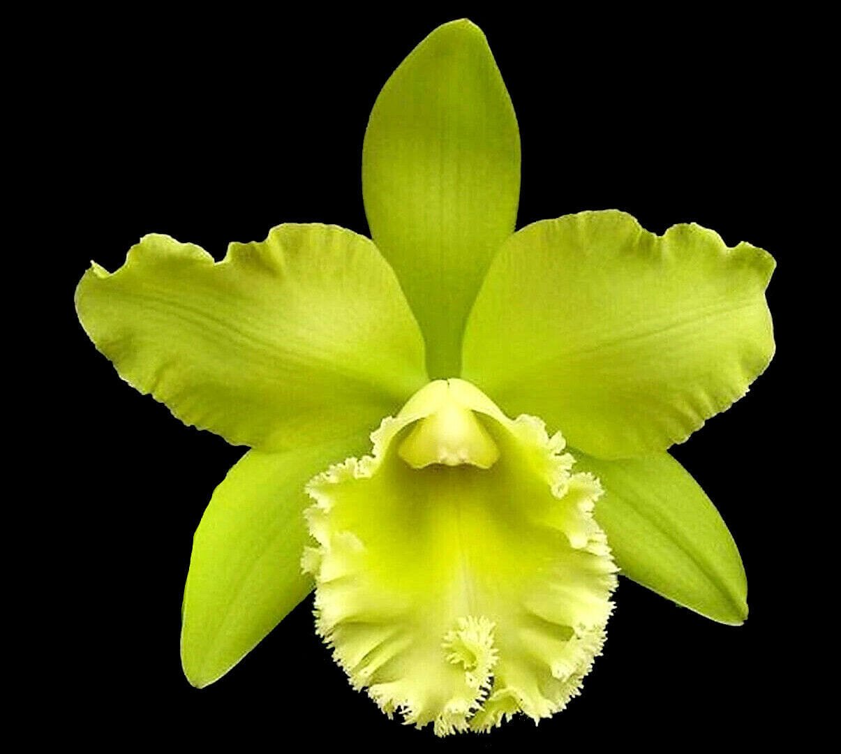 Blc. Prada Green Deluxe 'Carib Plants' (4