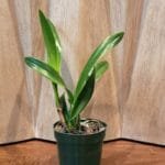 Eplc. Golden Sunburst (4" pot)