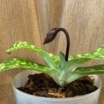 Paph. Hsinying Raisin 'CH #6' x Hsinying Book 'Giant' (3.5" pot)