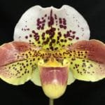 Paph. Lex Luther (3.5" pot)