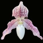 Paph. Little Pink Viper BS (2" pot)