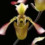 Paph. Richardianum x Sib BS (3.5" pot)