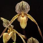Paphiopedilum Saint Swithin (3" pot)