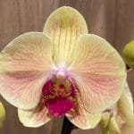 Phalaenopsis Large New Hybrid Yellow with Pink Stripes (4.5" pot)