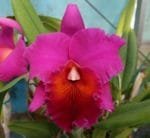 Pot. Memoria Yoshi Tsubaki 'Supreme' (Blc. Jeremy Island x Pot. Hisako Akatsuka)