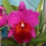 Pot. Memoria Yoshi Tsubaki 'Supreme' (Blc. Jeremy Island x Pot. Hisako Akatsuka)